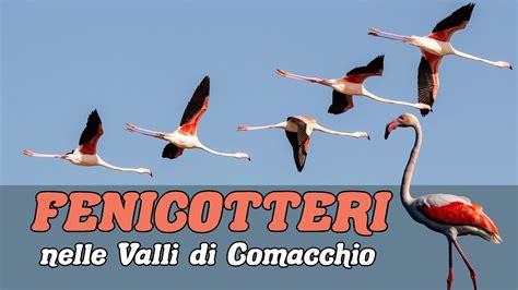 FENICOTTERI ROSA Nelle Valli Di Comacchio Caratteristiche E