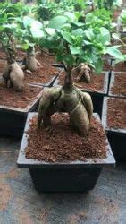 Balaji Nursery Plants Bonsai Starters Plant From Pune