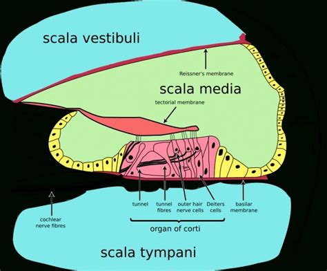 Diagram Of Speech Organs