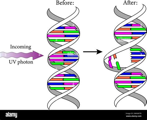 Dna photolyase hi-res stock photography and images - Alamy