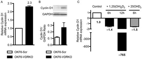 Vitamin D Signaling Regulates Oral Keratinocyte Proliferation In Vitro