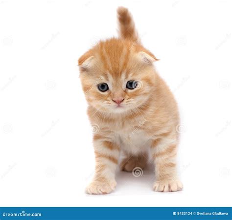 Scottish Fold Cats stock photo. Image of nature, cute - 8433124