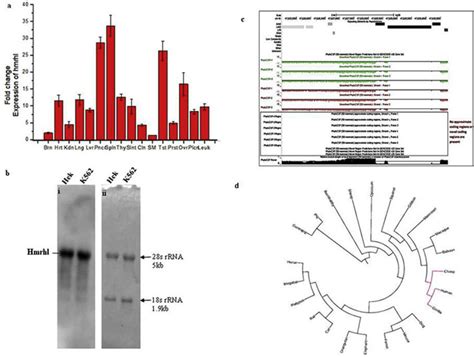 Expression And Coding Potential Analysis Of Hmrhl A Quantitative Real Download Scientific