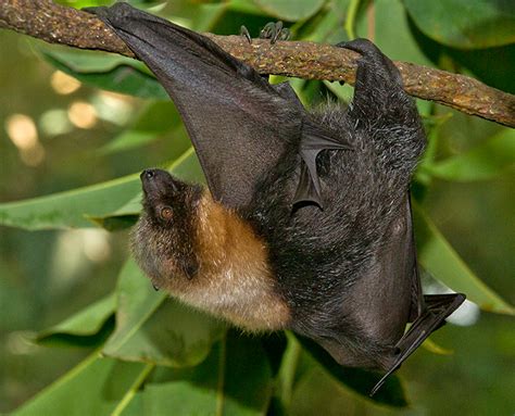 Rodrigues Flying Fox | San Diego Zoo Safari Park