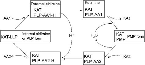 A Schematic Presentation Of Kat Catalyzed Transamination Reactions Aa