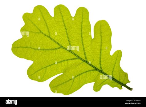 leaf of oak tree isolated Stock Photo - Alamy