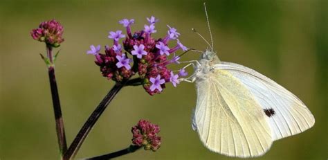 Piéride du chou au potager méthodes naturelles pour protéger vos