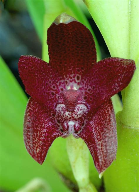 Bulbophyllum Elevatopunctatum Hortus Botanicus Leiden Netherlands