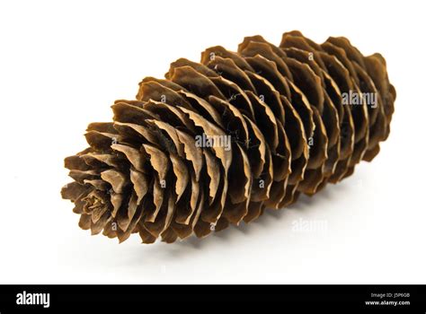 Pinecone Isolated On White Stock Photo Alamy