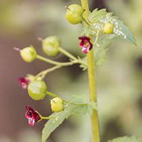 Scrophularia