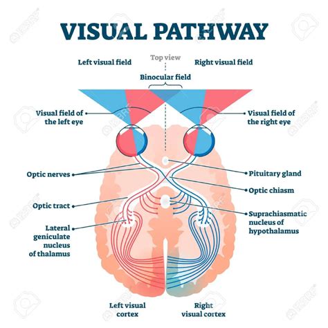 Visual Pathway Medical Vector Illustration Diagram Eye And Brain