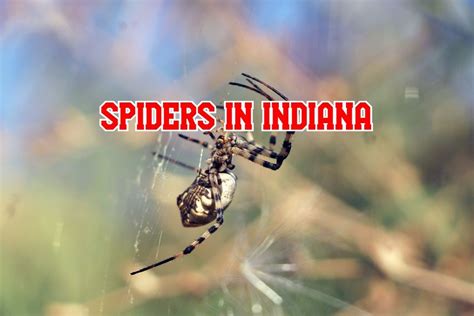 31 Common Spiders In Indiana (Pictures and Identification)