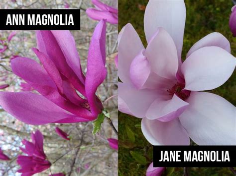 Ann Magnolia vs Jane Magnolia Tree: Who Blooms Better? – World of ...