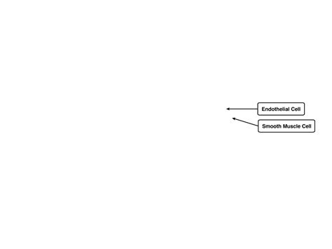 Arteriole Longitudinal Section