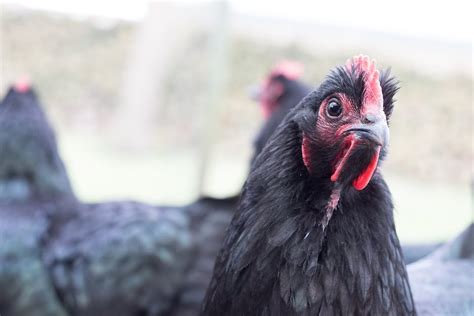 Entdecke Welche Eier Schwarze H Hner Legen Gockelgarten De