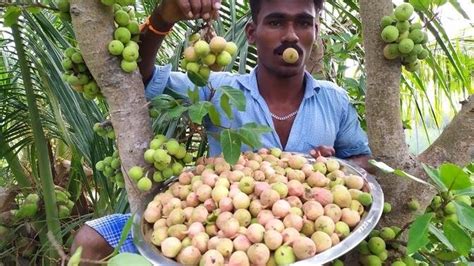 Athi Pazham Fruit Juice Prepared In My Village Fig Fruit Athipalam