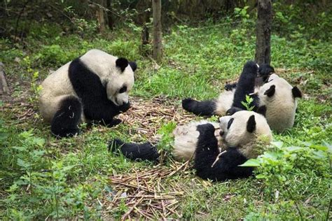 这是全球唯一以大熊猫为主题的线路，除了熊猫沿途风景也是超级棒