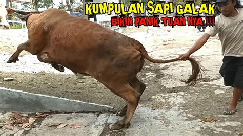 Kumpulan Sapi Galak Ngamuk Lucu Bikin Panik Tuan Nya YouTube