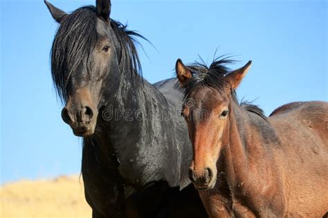 American Wild Mustang Horses Stock Image - Image of horses, animalia ...