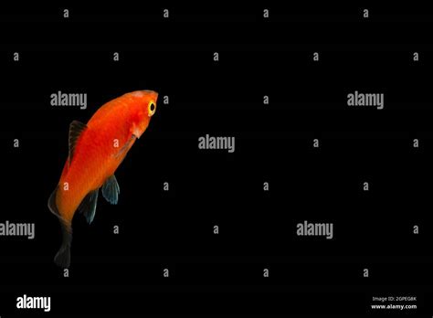 Red Molly Fish Fish Stock Photo - Alamy