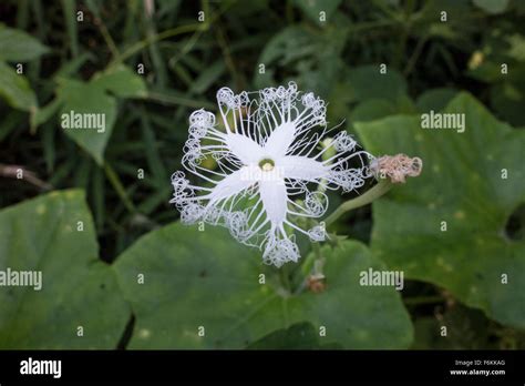 Flower Of A Snake Gourd Trichosanthes Cucumerina Stock Photo Alamy