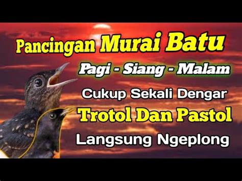 Pancingan Murai Batu Trotol Dan Pastol Agar Cepat Ngeplong Youtube