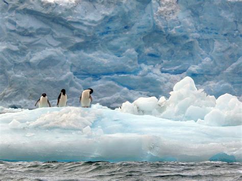 Adelie Penguins Martha Downs