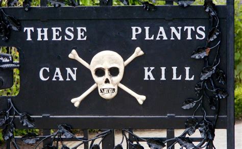 6 Secretly Poisonous Plants We Eat All the Time - Modern Farmer