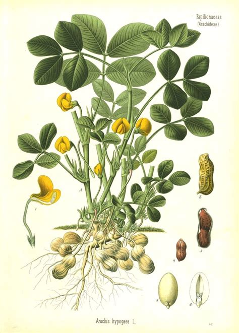 Italiano Arachis Hypogaea Sistematica Etimologia Habitat