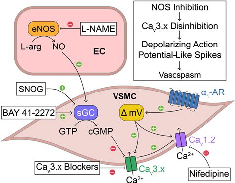 Endothelial Nitric Oxide Suppresses Action Potential Like Transient