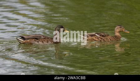 Diverses Esp Ces De Faune Sauvage Au Royaume Uni Y Compris Les