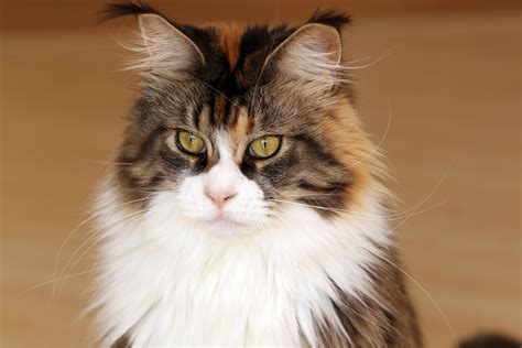 The Maine Coon Is The Largest Domesticated Breed Of Cat 5k Retina