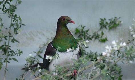 Kereru crowned Bird of the Year | Otago Daily Times Online News