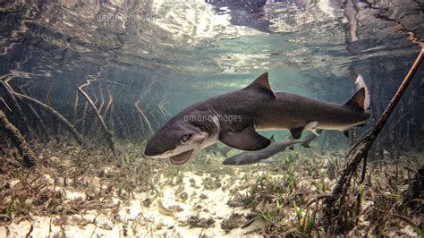 Underwater View Of Baby Lemon Shark Swimming Amongst Mangroves Alice