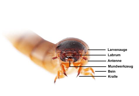 Mealworm Anatomy - Kopler Mambu