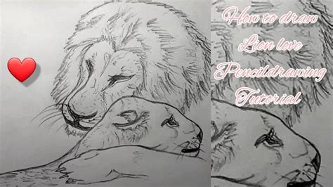 How To Draw Lion Loving Lioness Drawing Tutorial Howto Drawing Lion