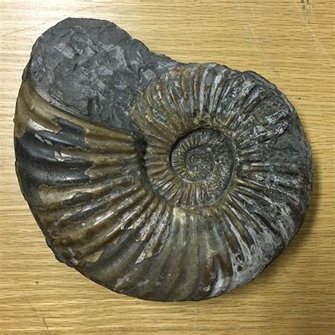 Cretaceous Ammonite Fossil Ammonites Are An Extinct Group Of Marine