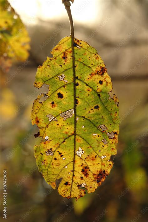 Sunlight Shine Through The Green Yellow Leaf Of Goat Willow Salix Caprea Close Up The Leaf