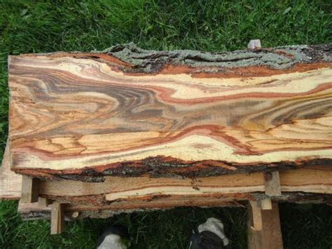 Honeylocust Raw Wood Furniture Honey Locust Honey Locust Tree