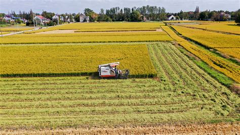 La Agricultura Y La Econom A Rural De China Aumentan En Los Primeros