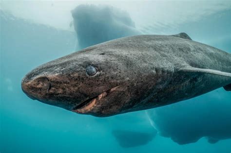 The oldest shark in the world - The Explorers