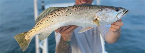 Speckled Sea Trout Fishing: A Beginner's Guide | Field & Str