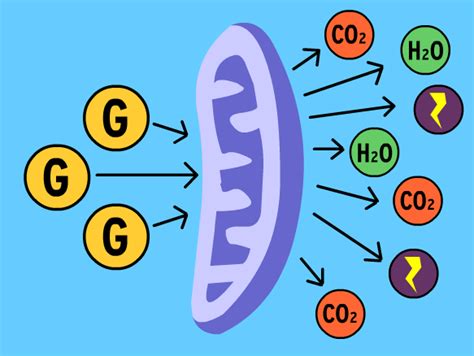 Cell Respiration Animation