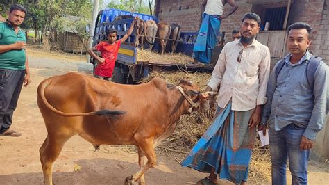 আজ ২৩ মার্চ আমবাড়ী ও জাদুরানি হাট মিলিয়ে ঢাকার খামারী কুরবানী