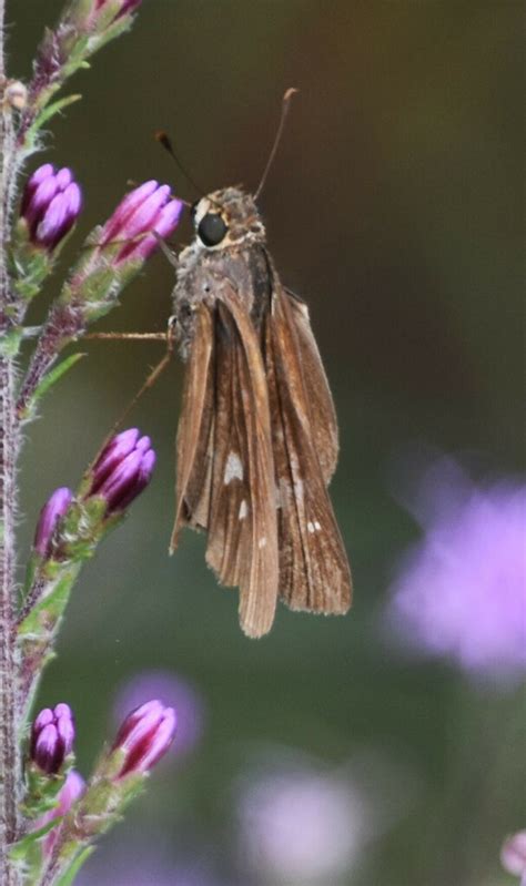 Ocola Skipper From Polk County Fl Usa On October At Am