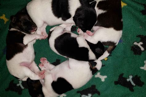 Smooth Fox Terrier Puppies For Sale