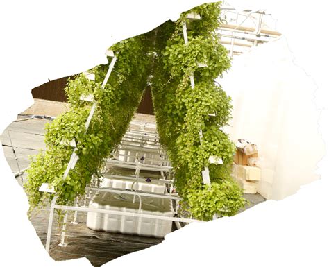 Hydroponic Farming in India | Hydroponic Vertical Farming | Higronics