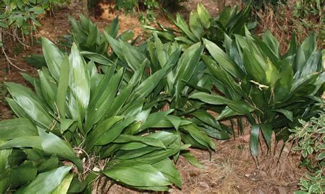 Planta De Hierro Fundido Una Planta De Interior Exuberante Que Puede