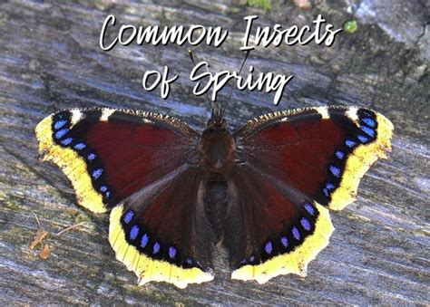 A Guide To Common Insects Of Spring Owlcation