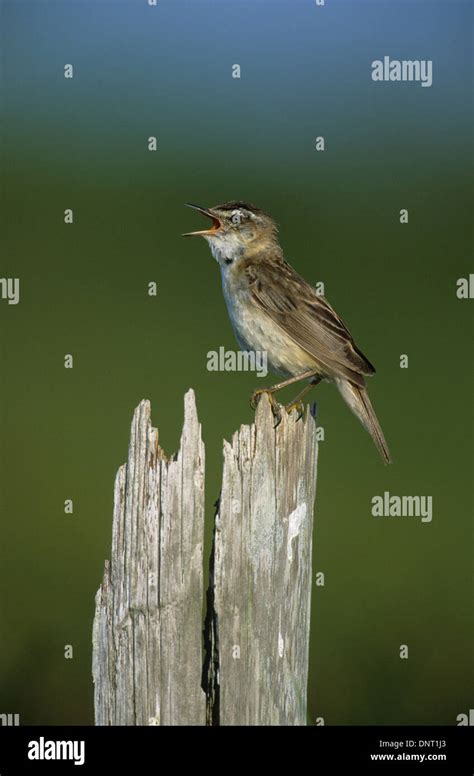 SEDGE WARBLER Acrocephalus Schoenobaenus Adult Male Singing Marshside